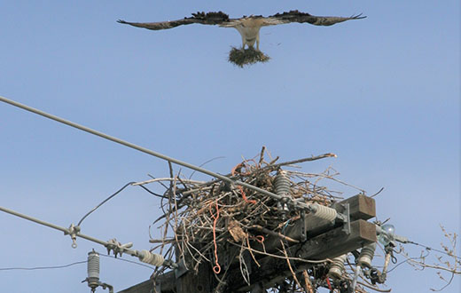 An osprey builds a nest on a power pole.