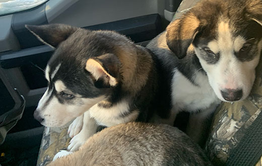 Tried and cold after a night outside in below zero temperatures, a trio of puppies warm up in the vehicle of their rescuer NorthWestern Energy Belt Town Manager Cody Yurek