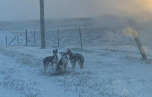 Three lost puppies huddle under a NorthWestern Energy Feb. 22, 2022 morning in -15 degree temperatures