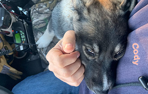 NorthWestern Energy Belt Town Manager Cody Yurek coaxed a trio of lost puppies into his warm vehicle Tuesday morning in -15 below temperatures