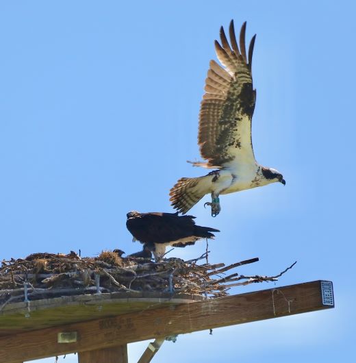 osprey nest