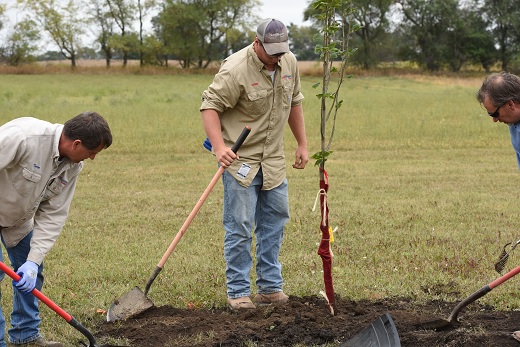 tree planting