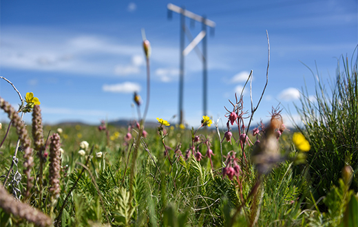 Wildflowers growing beneath electrical transmission infrastructure in Montana.